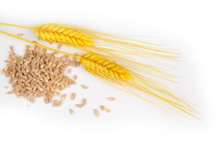 USDA-ARS director: 'Wheat is as genetically diverse as all of us... and we need to take that genetic variation into mind'