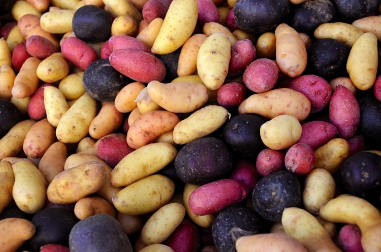 Colored potato snacks contained an average of 40% more polyphenols
