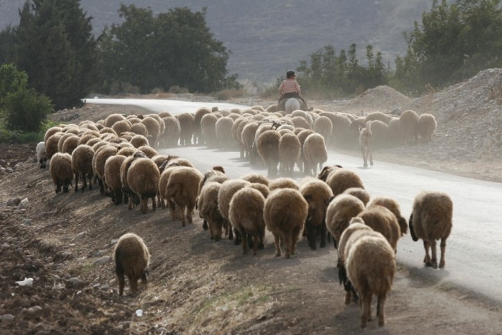 Syria civil war hits livestock hard