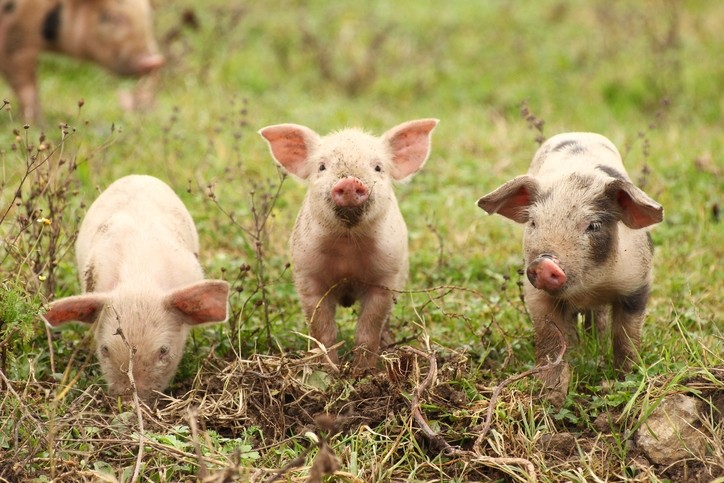 US-based Smithfield Foods claims to be one of the world's largest pork processors