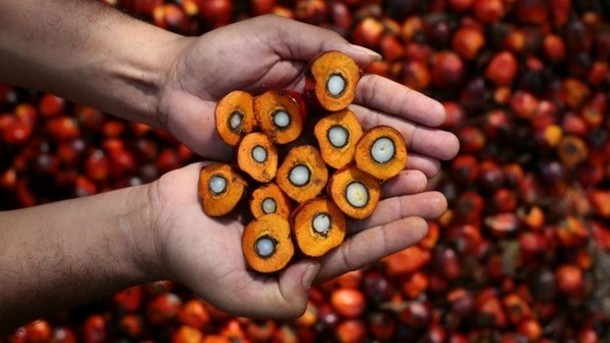 New sustainable palm oil manifesto accused of greenwashing