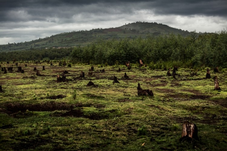 Deforested land cleared to make way for commodities. © iStock/Mihtiander