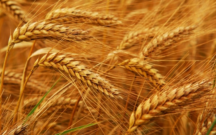 Saudi Arabia aims to eliminate domestic wheat production to safeguard its water supplies