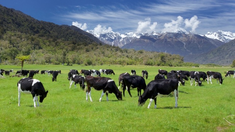 Tax cows to cut climate change. © iStock/Pelooyen