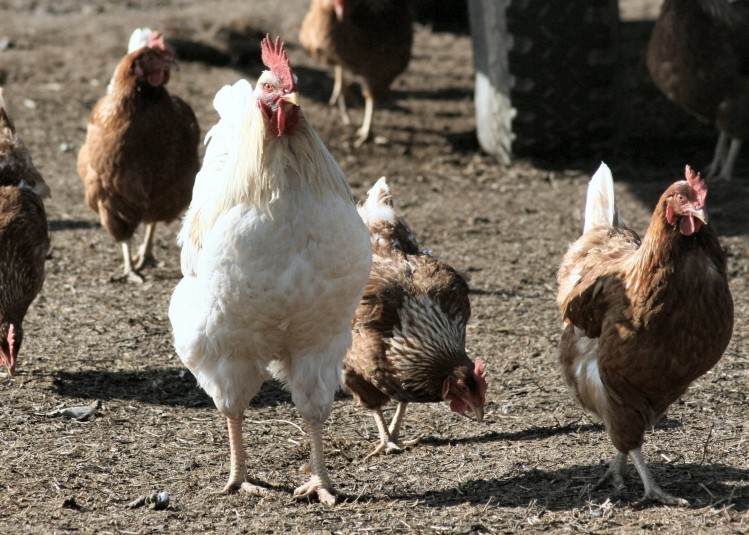 Newcastle disease spreading through poultry flocks in Cyprus