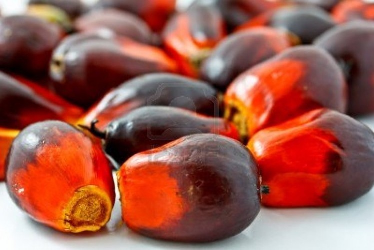 Palm oil industry reaches sustainability ‘tipping point’