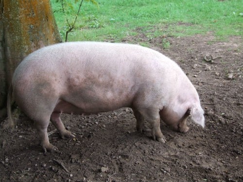 An outbreak of African swine fever in the Ukraine has hit pork exports