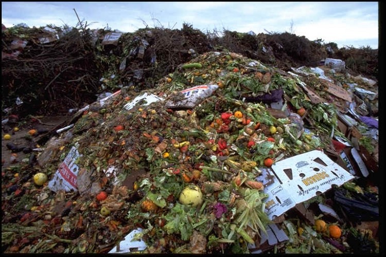 Too much food waste is still going to landfill, Sustain argues