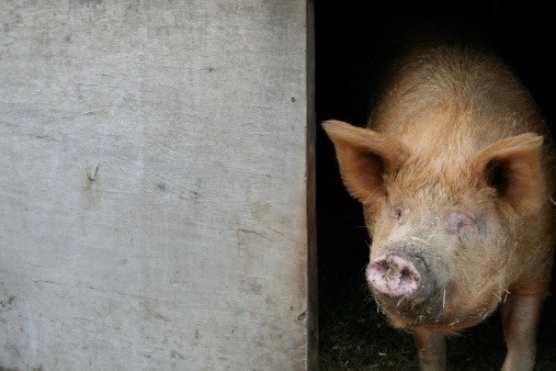 Ukrainian company plans to construct pig farms in Russia