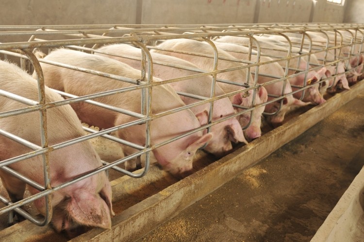 A WTO ruling on the Russian pork embargo is expected in April