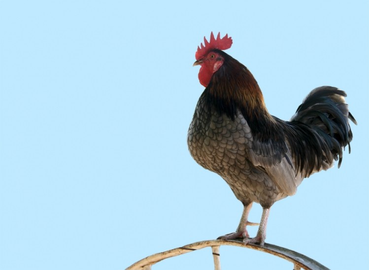 Russia's poultry industry is suffering from low prices and high costs