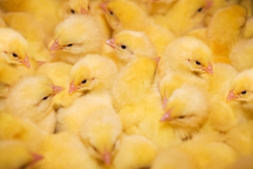 Positive outlook for poultry markets