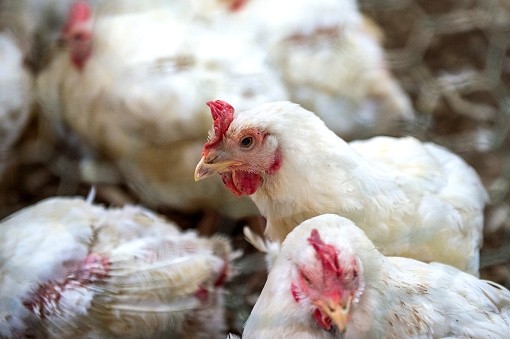 Belgium has ordered all poultry indoors to prevent more bird flu outbreaks