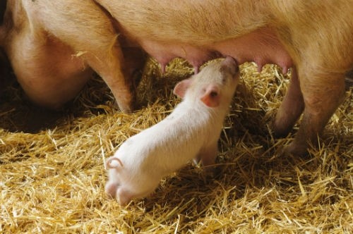 Sweden is looking to increase annual pig production from 2.6 to four million animals