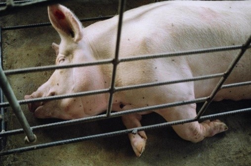 Ukrainian farmers have smuggled pigs to other regions to stop them being destroyed