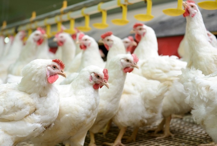 Another case of avian influenza has been confirmed in South Africa