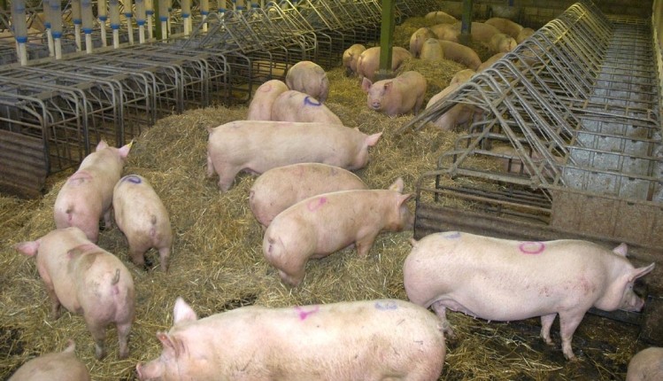 Smithfield Romania plans to expand pig production across Romania
