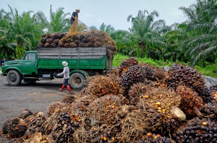 Wilmar has been sourcing illegal palm oil from plantations in critically endangered habitats, according to new findings iStock©