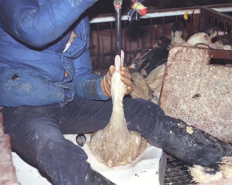 Foie gras campaigners claim victory