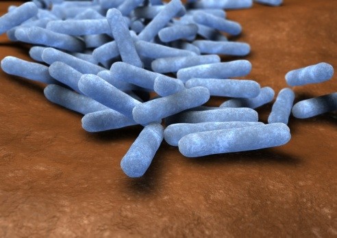 International E.coli workshop reveals research gaps