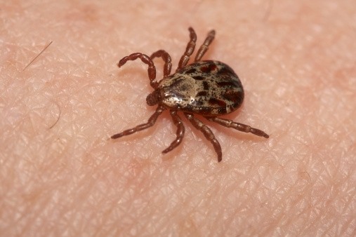 Mammalian meat allergies are almost nonexistent in adults not bitten by a tick