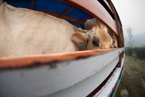 Russia considers US cattle import ban