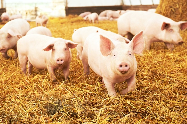 A new knowledge-sharing project has been set up for the European pig industry