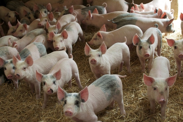 This is the first time environmental factors have been linked to the group of diseases in pigs