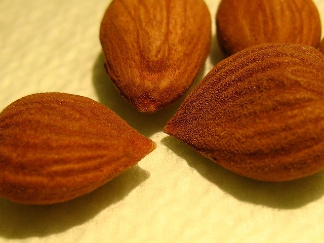 Bitter apricot kernels (Picture credit: flickr/David King)