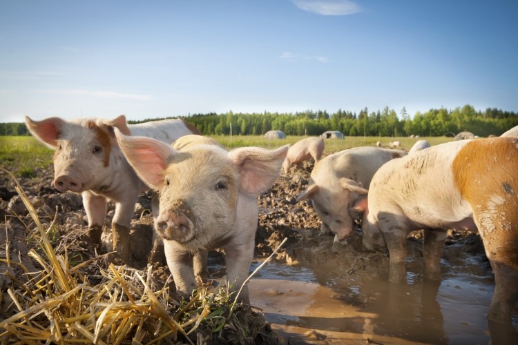 Pigmeat production is forecast to grow 1.9% to 119.4mt this year