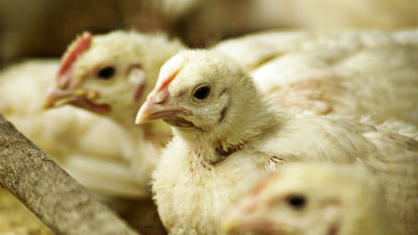Iran aims to become the largest poultry exporter among Muslim countries within seven years