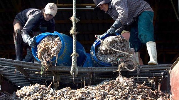 It is too early to praise industry for Thai prawn slavery meeting