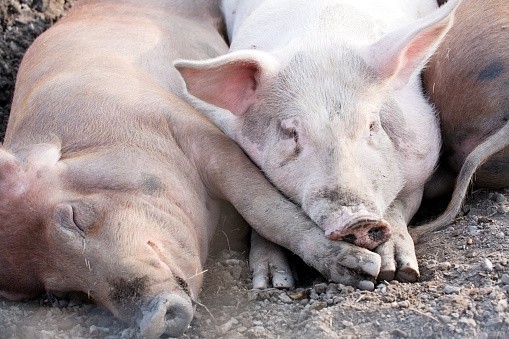 The pig farmer has lost his entire pork livestock to African swine fever, according to the OIE
