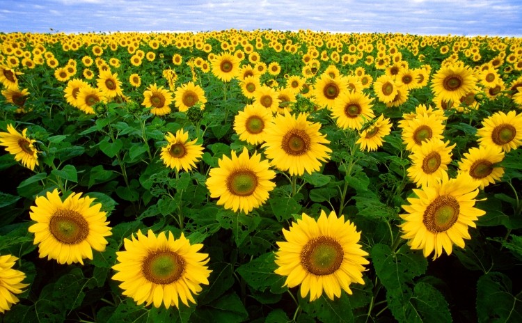 The test can detect as little as 0.01% soy in sunflower lecithin, the company says
