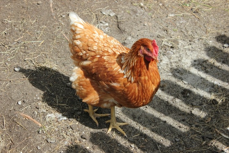 H7N9 bird flu threatens global poultry outlook