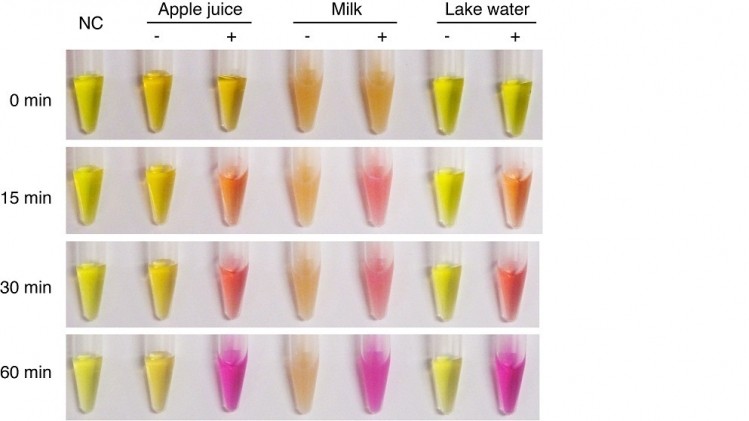 Litmus test results using apple juice, milk and lake water, with clean water as a negative control (NC). Photos are when litmus test just begins (0 min) and proceeds for 15, 30 and 60 minutes. NC sample does not change colour over time