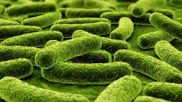 From carbs to cancer: Gut bacteria linked to colorectal cancer mechanism