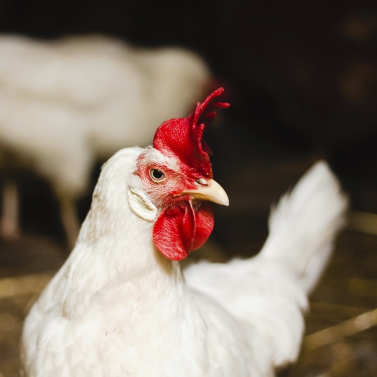 There are concerns that other large poultry-producing regions in the US are at risk