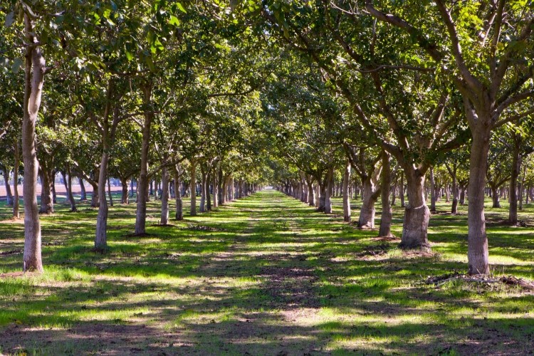 Almost all of the walnuts grown in the US are grown in California, but the state supplies only about 40% of the world's walnut crop. Photo courtesy of the California Walnut Board.
