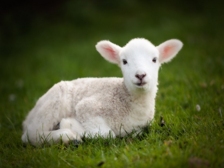 Moldovan farmers have appealed to the government to look for more lamb markets