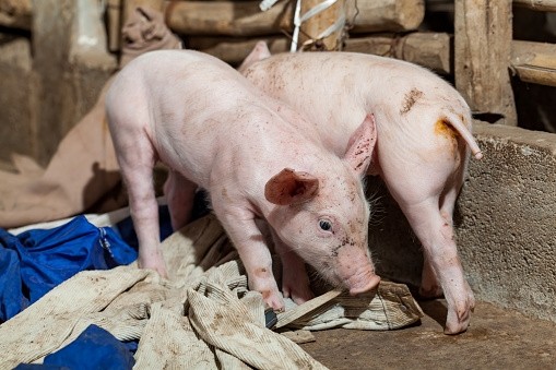 Danish piglet exports are expected to break the 13m mark this year