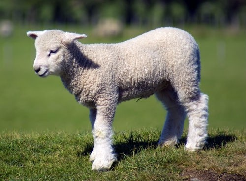 Welsh Lamb looks to open up US market