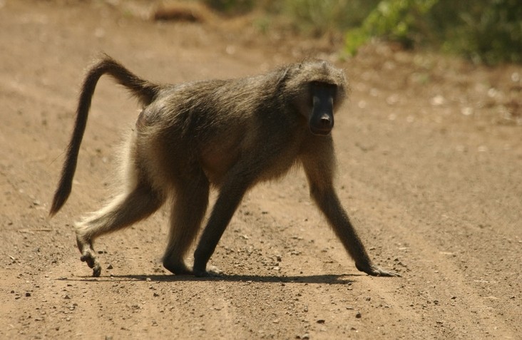 Eating monkey meat, such as baboons, could put humanity at risk
