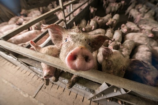 China is likely to see increased levels of industrialised pig farming in 2017
