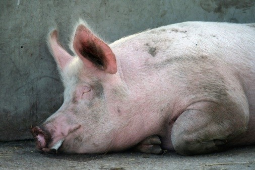 African swine fever likely to spread, warns FAO