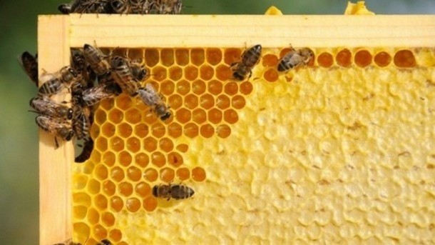 Neonicotinoids and bee deaths: What does the science say?
