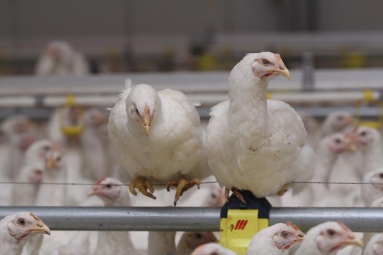 Cherkiziovo set to become country's largest poultry producer