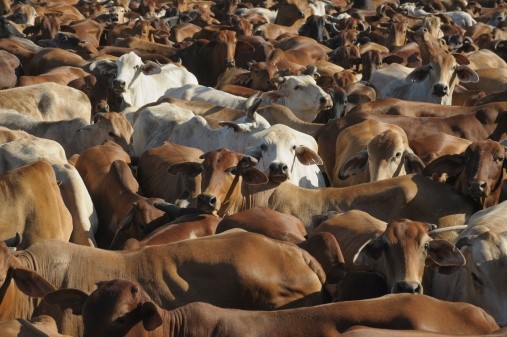 Severe drought in Queensland helped drive Australian beef exports