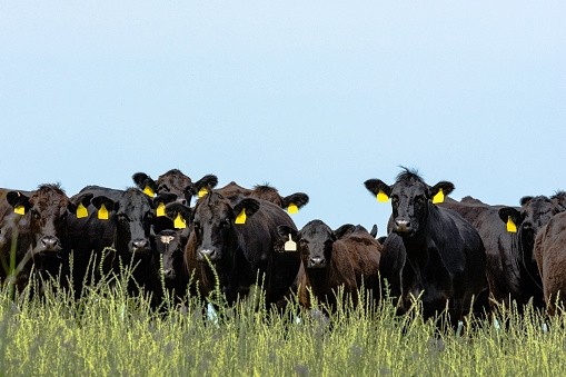 The Romanian cattle farmer needs to expand in line with local and global meat demand