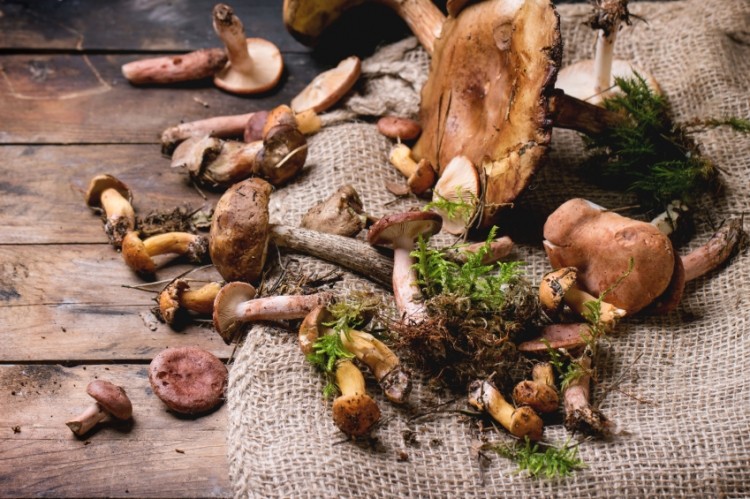 "My foraging activities contribute to the growing conversation, the perennial conversation, as to what it means to be human, to live a good life, and to live sustainably," says Drennan.